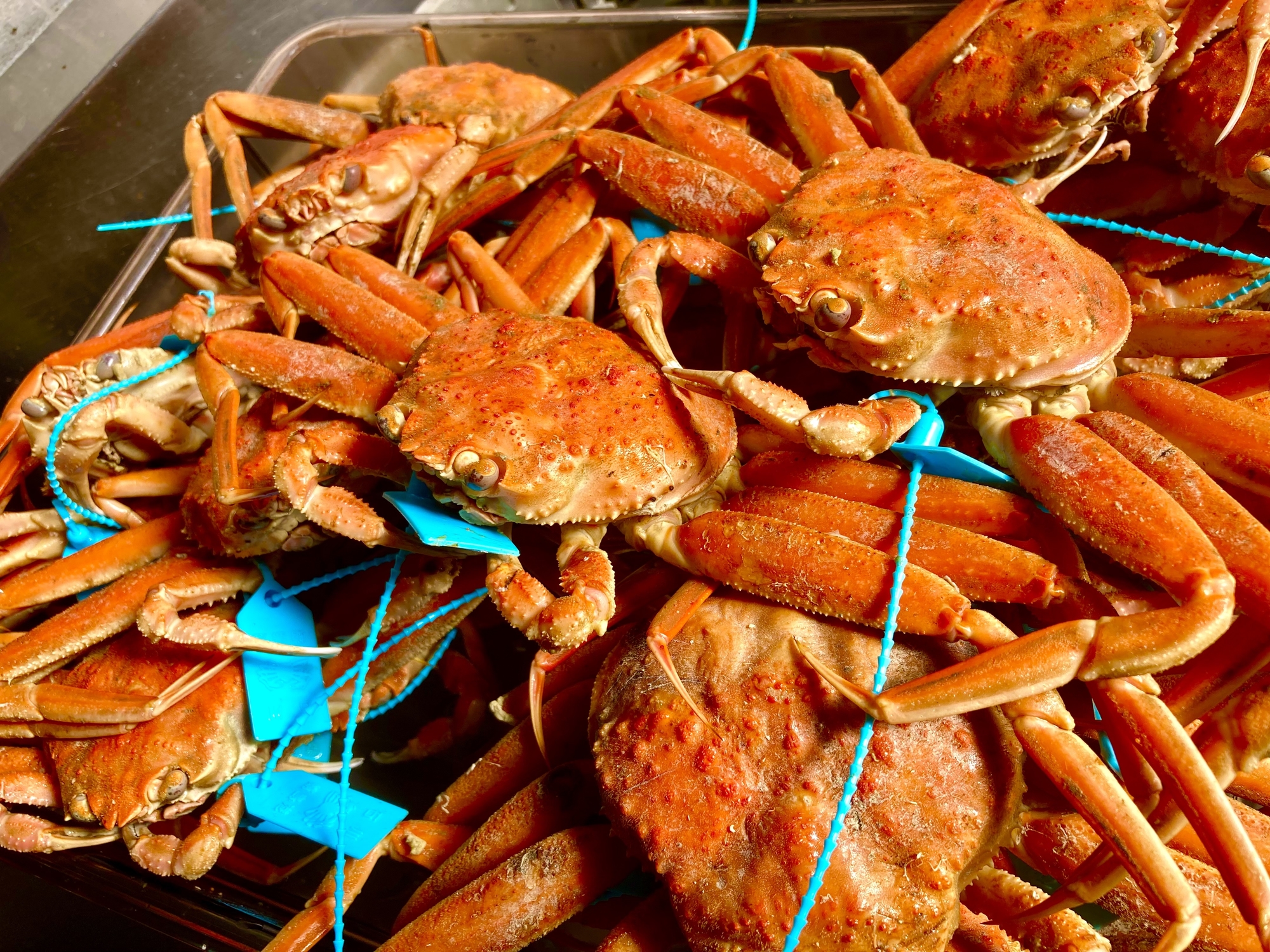 冬の味覚を食べ尽くす特別なコースが始まりました🦀